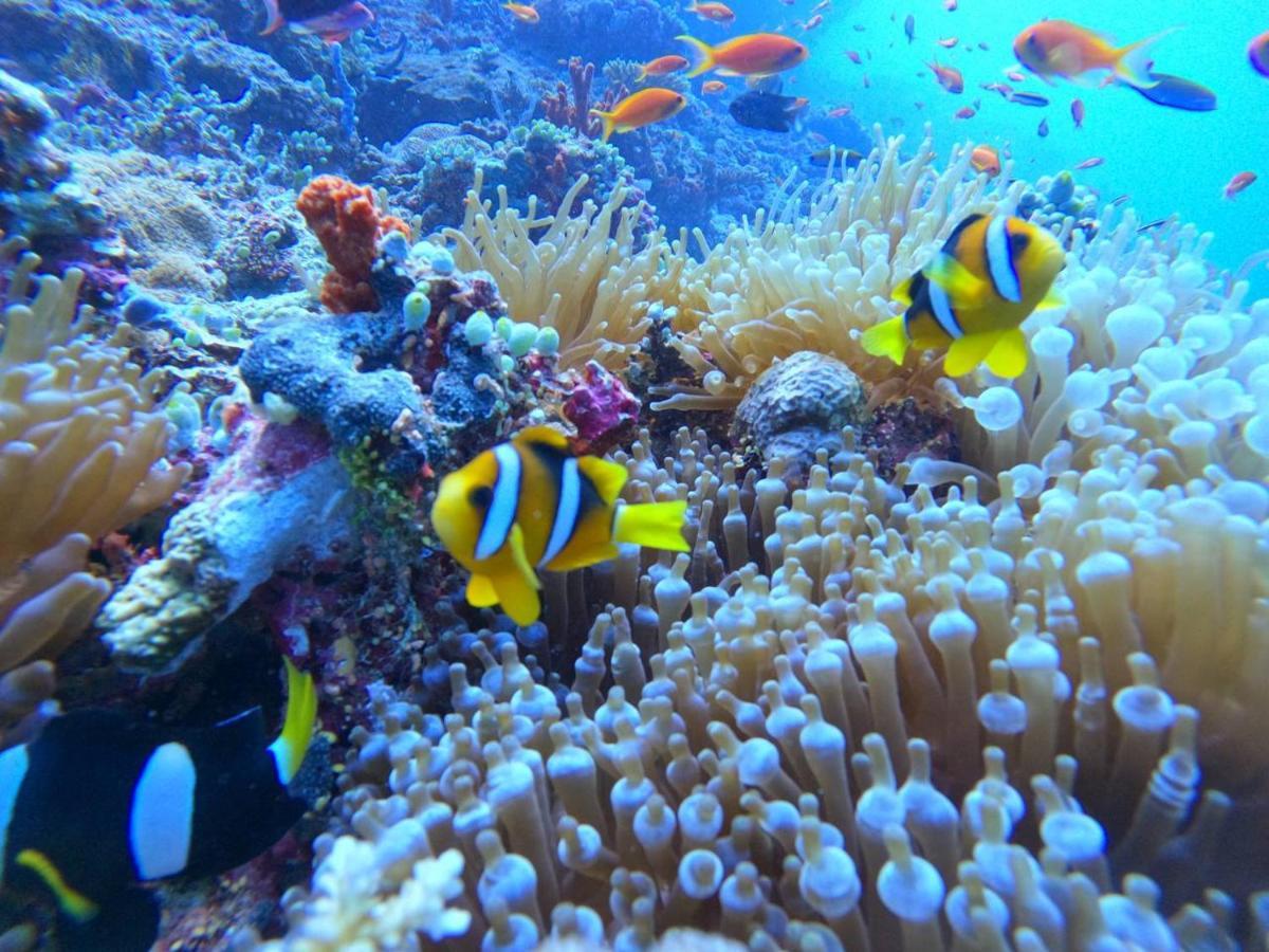 White Coral Rasdhoo Hotel Exterior photo